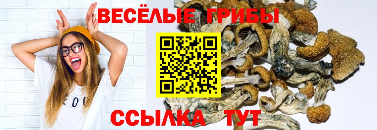 Псилоцибиновые грибы прущие грибы  Галлюциногенные грибы Psilocybe  Бузулук 